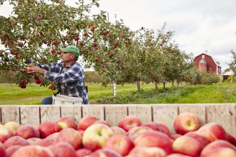Top Places to Pick Your Own Apples in Door County