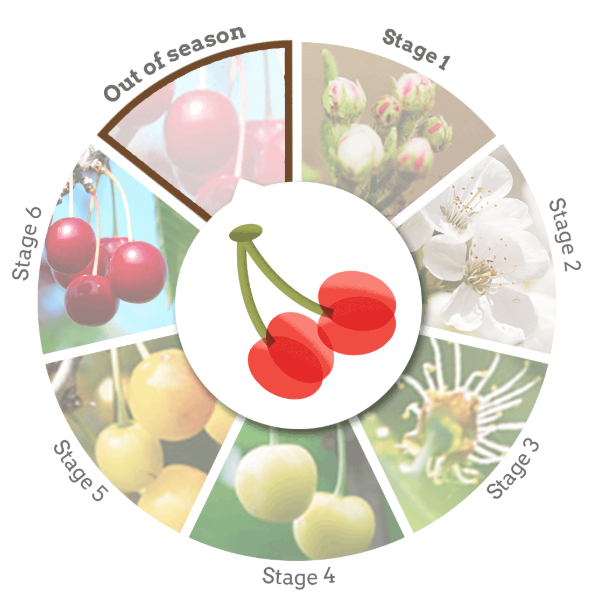 Door County Cherry Blossoms