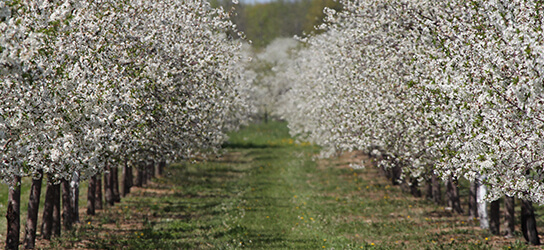 Door County Cherry Blossoms